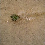 Eastern red-bellied turtle