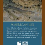Sign America Eel