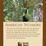 Sign American Sycamore