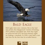 Sign Bald Eagle