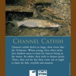 Sign Channel Catfish