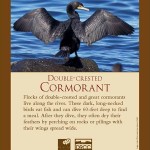 Sign Cormorant