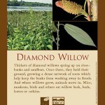 Sign Diamond Willow