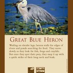 Sign Great Blue Heron