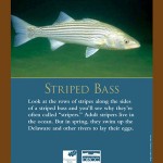 Sign Striped Bass